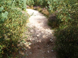 Image on trail